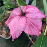Nomocharis aperta 